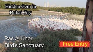 The Secret Bird Sanctuary of Dubai - Ras Al Khor Bird's Sanctuary | Flamingo Park in Dubai