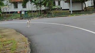 The dog's ears are up... Keep running or run away? (Singapore)