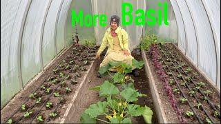 Salad Mix: Eazyleaf vs Salanova and Baby Chard vs Spinach + Final Basil & Lettuce Planted