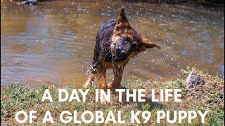 A Day In the Life Of a Global K9 Puppy!