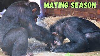Chimpanzee Mating Season At Chester Zoo