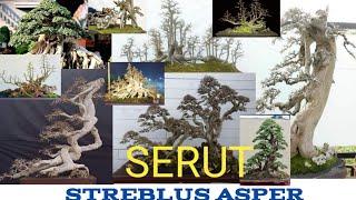 65 Inspirasi Bonsai Serut (Berbagai Macam Bonsai Serut Nusantara dan Asia)