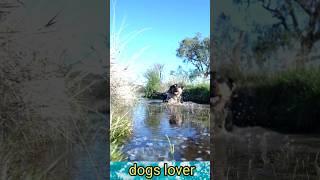 Dog  playing in water #viral#4kfunny#shorts