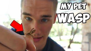 Taming a Wasp Nest - Keeping Wasps as Pets