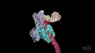 DNA Transcription (Advanced Detail) | HHMI BioInteractive Video