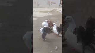 dansing laka kabootar laka pigeon #pigeon #birds