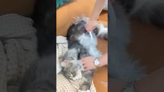 For Maine cat shedding time why are there so many hairs?#mainecoon #catlover #aumuca