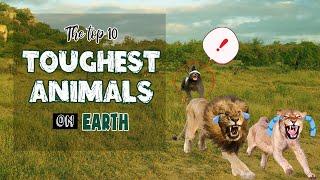 The Top 10 Toughest Animals on Earth - Surprise in The Last One