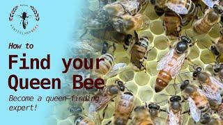 How to Find a Queen Bee