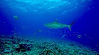 DIVING IN THE RANGIROA ATOLL - Scuba Diving In French Polynesia