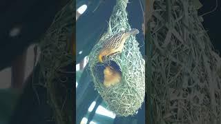 love birds /#new #shortsfeed #viralvideo #hindimusicvideos #birds