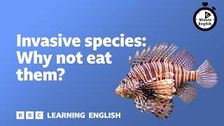 Invasive species: Why not eat them? ⏲️ 6 Minute English