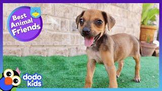 Tiny Puppy Teaches Herself to RUN | Best Animal Friends | Dodo Kids