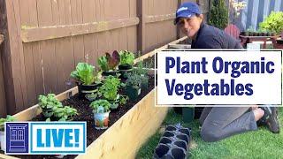 How to Plant Organic Vegetables | This Old House: Live