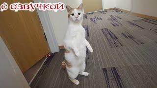 Приколы с котами! С ОЗВУЧКОЙ! Смешные коты! Смешные видео с животными! Попробуй не засмеяться
