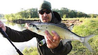 How to Catch Chekhon Fish with a Spinning Rod. Fishing on the Desna