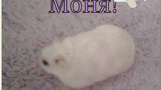 хомяки