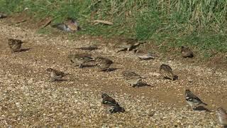 Feeding Finches and Buntings at Vine House Farm