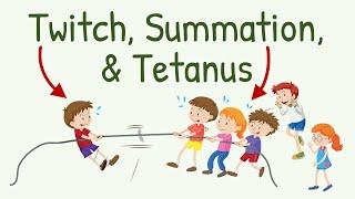Twitch, Summation and Tetanus in Skeletal Muscle Contraction || Physiology with Animation