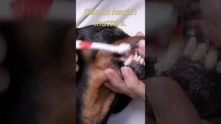 Dental Bliss: Keeping Those Pearly Whites Clean #dognutritiontips #dog #petnutrition