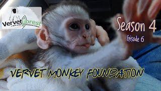 Two more baby orphan monkeys arrive, we reach out for more volunteers to come and help.