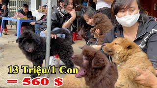 P2 - Chợ phiên bán loài chó khôn nhất Việt Nam trên Tây Bắc | Pets Market | Tôi Người Vùng Cao