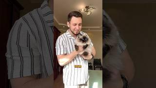 Чешу котиков с помощью пылесоса Топовый набор для груминга Genio pet A30 Арт. Ozon: 1867082161 