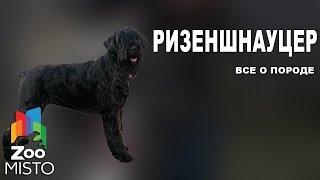 Ризеншнауцер - Все о породе собаки | Собака породы  ризеншнауцер