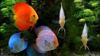 Most beautiful discus fish in china / 在中国最美丽的铁饼鱼。