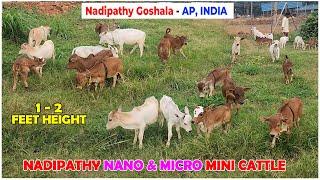 Adorable nadipathy cattle Roaming in farm  #miniature #trending #yt #pmmodi #up #ayodhya #rammandir