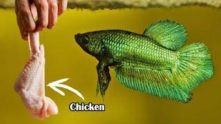 7 Homemade Human Food For Betta Fish: What's Safe And What's Not