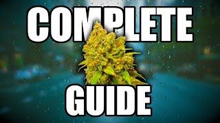 How To Grow Cannabis - Complete Guide (Part 1)