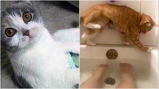 Cats that will make you LAUGH all day! | Best Viral Cat Fail Videos