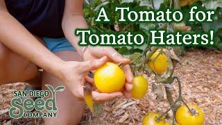 TASTE TEST: Organic Taxi Tomatoes | San Diego Seed Company