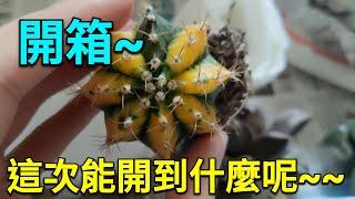 【植物】百合科開箱~~能開到什麼呢~~~順便聊聊天