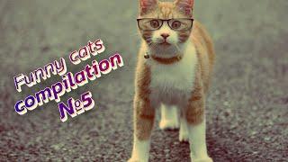  LOLcats: Watch these hilarious kitties in action! | Funny cats compilation №5