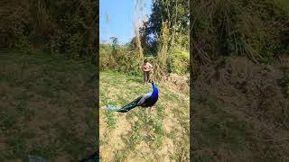 Cute peacock  viral dance Winchester wildlife #dean #winchester #mor #peacock #shorts #wildlife