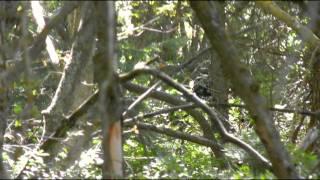 Bigfoot in Utah ?