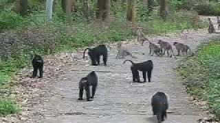 Lion tailed macaque