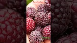 #fruit #trending #viralvideo