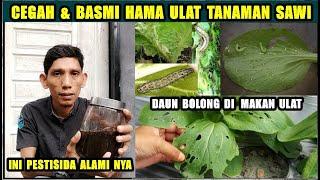 Cegah Dan Basmi Hama Ulat Tanaman Sawi Dengan Pestisida Kulit bawang