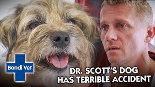 Dr. Scott's own Dog Paralysed after TERRIBLE Accident at the Park | Vet on the Hill