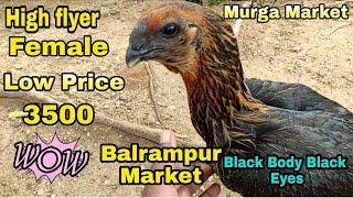 बलरामपुर  मुर्गा बाजार ! Balrampur Murga Market ! West Bengal ! Aseel Collection !