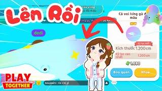 Mình Đã Thực Hiện Cách Này Câu Lên Cá Voi Lưng Gù Đủ Màu Bóng 6 Mới | Play Together