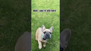 DONT Scroll  #puppy #dog #cutepuppy #puppylove #puppylife