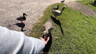 Hissing Goose, Cute Ducks, Happy Life