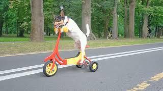 Собака едет на велосипеде/Dog riding a bike .