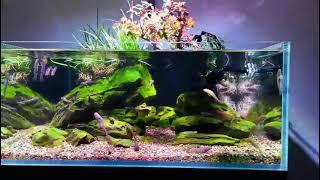 Biotope aquarium tank  with ZETLIGHT ufo f8 pro LED light