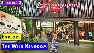 Singapore Zoo | Mandai Wildlife Reserve | Singapore Zoo Walking Tour | Explore The Wild Kingdom