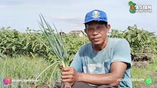 PAK JUMIRAN, PETANI TRANSMIGRASI ASAL MAGETAN KINI JADI JURAGAN DAUN BAWANG